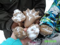 tropimy_zwierzeta_lesne_004