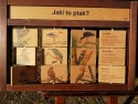 projekt_edukacyjny_wedrowki_ptakow_005
