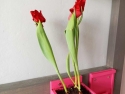 foto_009
